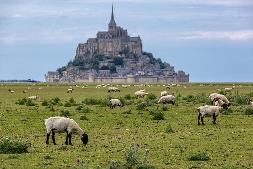 Schapen bij Mont Saint-Michel van Easycopters