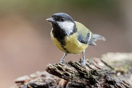 Meisenmaus von Tanja van Beuningen