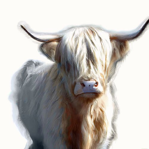 Highlander écossais aux cheveux blancs, blonds et châtain clair, avec de grandes cornes, fond blanc