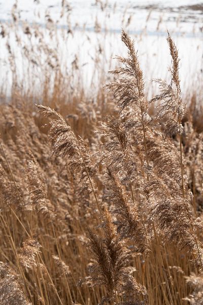 Herbe de la pampa au bord d&#039;un lac 4 par Adriana Müller