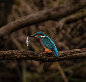 Eisvogel mit fangfrischem Fisch.