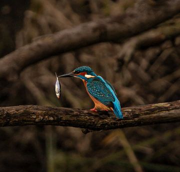Kingfisher with freshly caught fish. by Wouter Van der Zwan