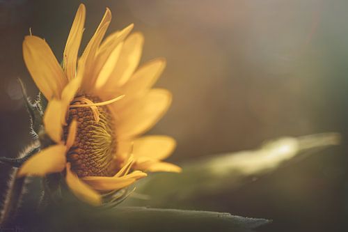 Zonnebloem met karakter