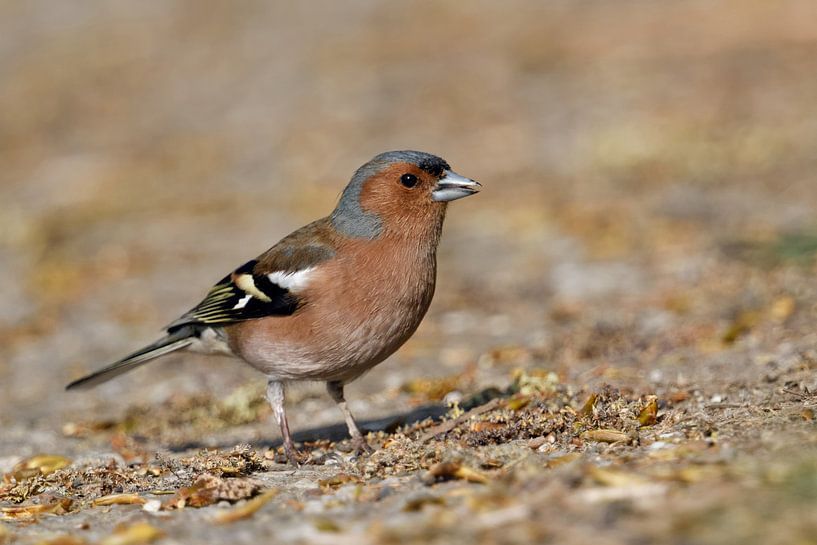 in search of food... Chaffinch *Fringilla coelebs* by wunderbare Erde