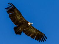 Flying..