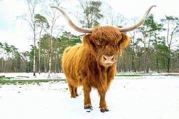 Schottische Highlander-Rinder im Schnee in einem Wald von Sjoerd van der Wal Fotografie