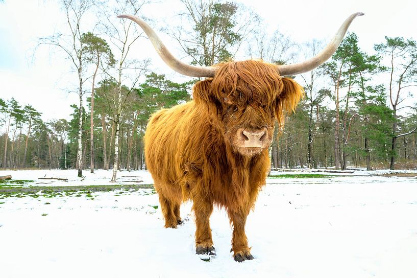 Schotse Hooglander in de sneeuw tijdens in een bos van Sjoerd van der Wal Fotografie