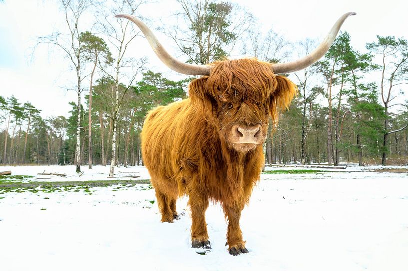 Scottish Highlander cattle in the snow during in a forest by Sjoerd van der Wal Photography