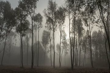 misty morning by Bea Hoendervanger