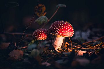 Champignon mouche agaric sur Kaylee Verschure