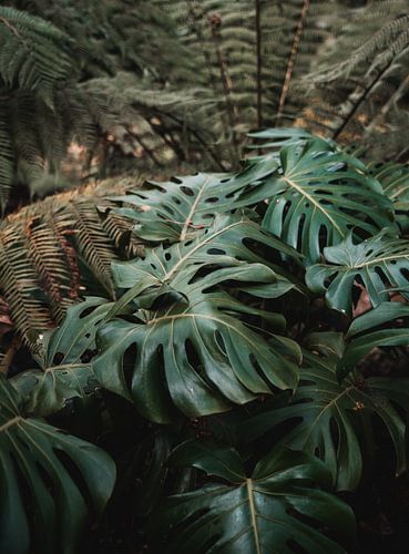 Monstera plant in een kasteeltuin