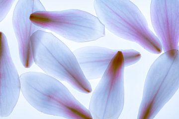 Magnolia petals abstraction macro blue by Dieter Walther
