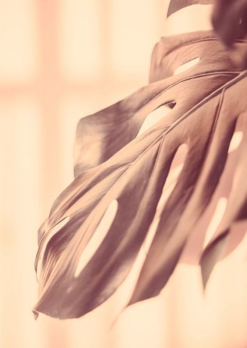 Monstera Deliciosa in Hot Pink