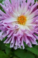 Close up photo of pink dahlia