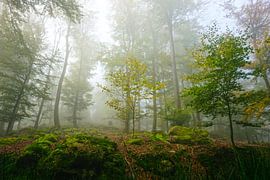 Couleurs d'automne et brume dans les Vosges
