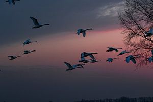 Cygnes volants au coucher du soleil 1