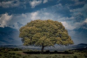 Einsame Steineiche in Extremadura