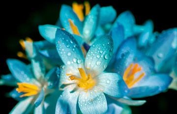A blue and turquoise touch with crocus spring flowers by Jolanda de Jong-Jansen