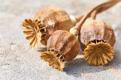 Gedroogde klaproos knoppen