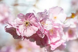 Kirschblüte Bokeh