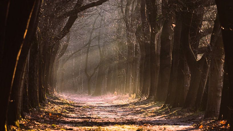 Sunburst von WILBERT HEIJKOOP photography