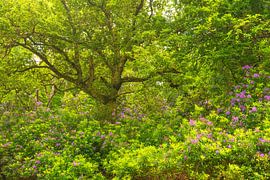 Rhododendrons - Killarney (Ireland) by Marcel Kerdijk