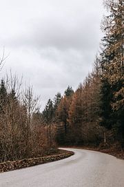 Get lost in the Ardennes | Coniferous forest | Abandoned street by Floor Bogaerts