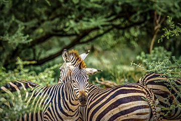 Close-up kudde zebra’s tussen de bomen in Tanzania. van Erwin Floor