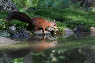 Squirrel by Hielkje Koen