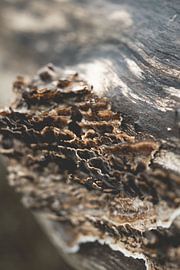 Mushroom formation on a tree trunk in the forest. Winter photography, brown, fungus, mushroom, tree  by Frank van Hulst