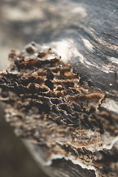 Paddenstoelen op een boomstam in het bos, Winter fotografie, bruin, schimmel, paddenstoel, boomschor van Frank van Hulst