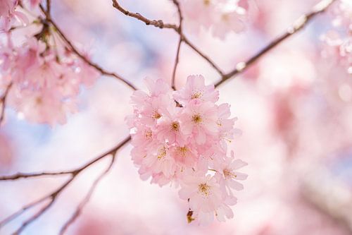 Fleur rose sur une branche