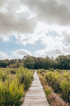 Vlonderpad Mastbos - Kijkje in de verte - groen, natuur