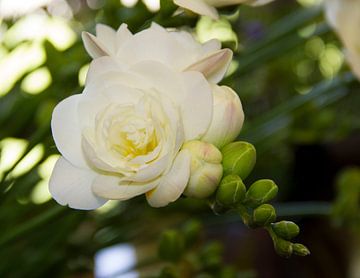 Fresia von Irene de Moree