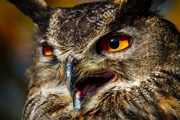 The eagle owl by Roland Brack