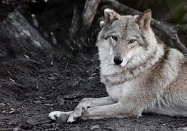 Evaluating look. she-wolf female lies beautifully on the ground, imposingly lies. Powerful graceful  by Michael Semenov