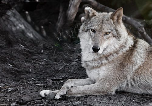 Kijkend naar het uiterlijk. Het vrouwtje van de wolf ligt prachtig op de grond, imposante leugens. K