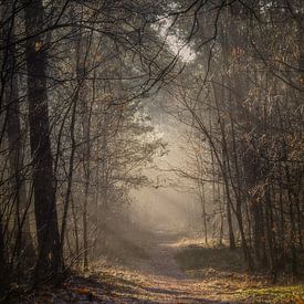 Path that is slowly disappearing von Miranda Geerts Art