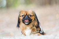 Tibetaanse Spaniel / Pekinees
