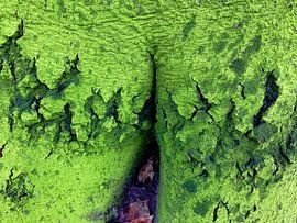 Grüne Jeans von Truckpowerr