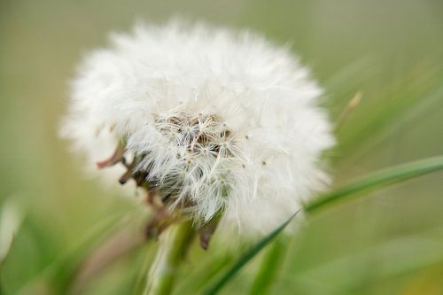 Paardenbloem (Taraxacum officinale)