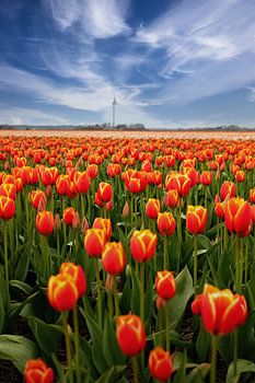 Niederländisches Gesicht