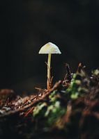 Petit champignon sauvage dans la forêt d'automne