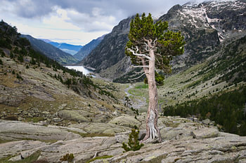 Lonely tree
