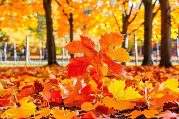 Herfstbladeren in zonovergoten park van De Muurdecoratie