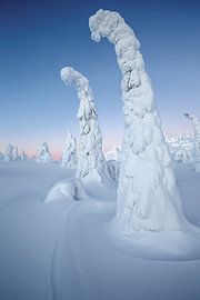 Tree covered in snow