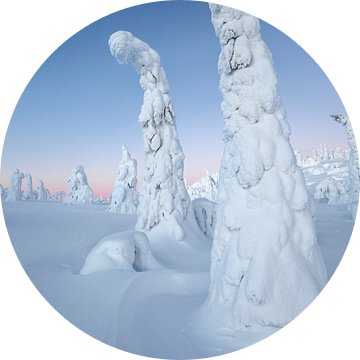 Boom met sneeuw bedekt