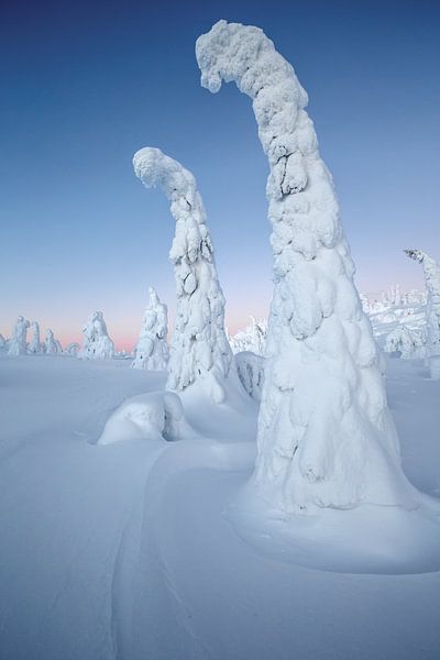 Arbre couvert de neige par Menno Schaefer