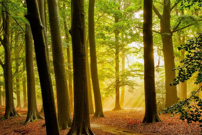 Licht in de verte van Lars van de Goor