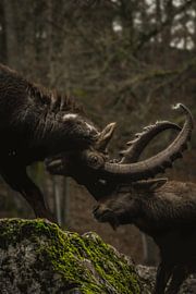 lutte contre sur Larsphotografie